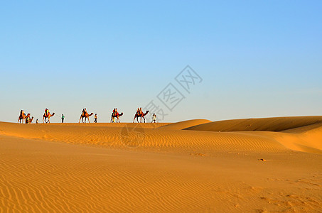 运载游人的骆驼大篷车在萨姆沙丘 塔尔沙漠 Jaisalmer 印度 这些沙丘位于塔尔沙漠中部 是拉贾斯坦邦最著名的沙丘之一旅游天图片