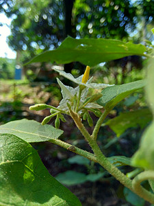 火鸡浆果 野茄子 豌豆茄子 豌豆茄子 kantsi konsusua 或通常称为 pokak 茄子和花 最小的茄子植物叶子小猫农图片