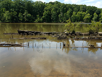 河流中沉沉的船舶或船只废墟古董木头遗迹树木图片