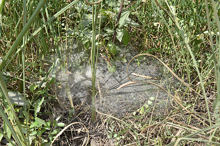 绿草或植物中的大蜘蛛网绿色织带漏斗地面蜘蛛陷阱动物野生动物图片