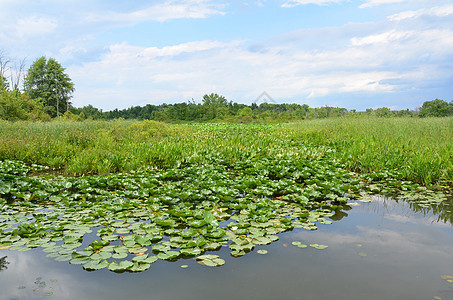 湿地环境中的绿百合花和水植物学树木绿色池塘植物群沼泽植物图片