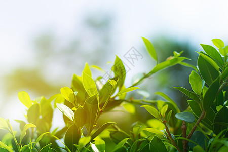 自然抽象背景环境公园生长太阳绿色植物叶子阳光植物季节生态图片