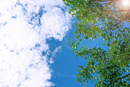 天空和树木天堂植物公园叶子季节云景花园气候蓝色自由图片