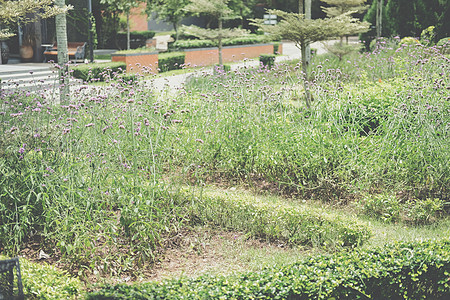 绿色树叶绿树 花卉自然花园公园视图植物学植物群公园花园环境叶子植物图片