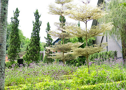 绿色树叶绿树 花卉自然花园公园视图植物环境公园叶子花园植物学植物群图片