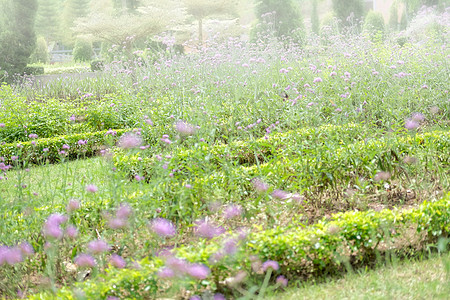 绿色树叶绿树 花卉自然花园公园视图花园公园叶子植物学植物植物群环境图片