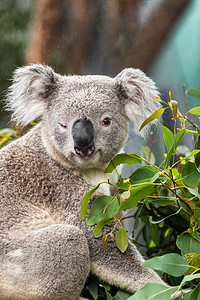 在澳大利亚悉尼动物园(Sydney Zoo)的摄影机上闪烁着可爱的眨眼图片