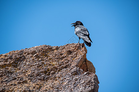 黑鸟在岩石的顶端图片