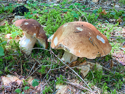 两只波西诺蘑菇 意大利树林 美味的可食蘑菇图片