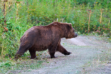 野生堪察特卡棕熊走出森林 走乡村道路图片