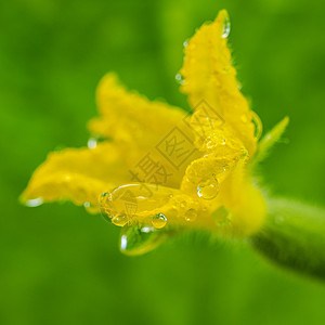 农业农场温室开花黄瓜生长黄色花瓣的美丽特写视图 宏观摄影夏季自然新鲜生态蔬菜图片