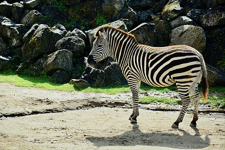 平原斑马 也被称为普通斑马 是最常见 分布最广的斑马种类图片