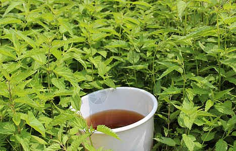 刺线田中的刺线织物的细液粪便有机肥荨麻园艺荨麻疹花园肥料施肥背景图片