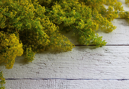 白板上盛开的切刀自然医学植物菜刀黄色图片
