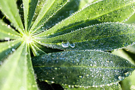 清晨露水滴在绿树叶上 用reflec的植物群太阳叶子反射液体露珠雨滴天气宏观光束图片