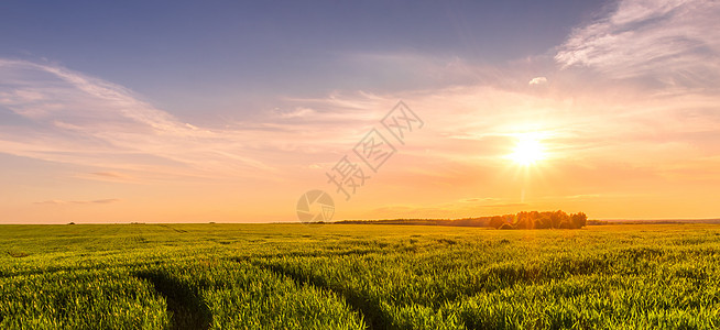 农业田中日落或日出的全景带e粮食植物射线谷物小麦玉米太阳小路生长农田图片