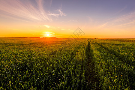 在阳光明媚的日子里 农田里的日落或日出 长着年轻的绿色黑麦耳朵 还有一条穿过它的小路 阳光穿过云层谷物射线生长种子光束发芽场地风图片