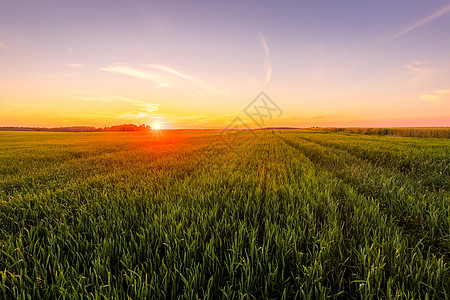 日落或日出在农耕田中 有幼齿的耳鸣耳朵太阳太阳光农田地平线种子风景发芽农业射线图片