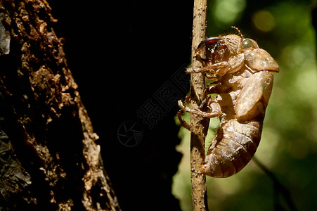 Cicadidae家族家庭蜕皮动物宏观胫骨眼睛森林天线血虫半球图片