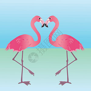 粉红火烈鸟候鸟热带野生动物镜子湿地羽毛动物园夫妻动物涉水图片