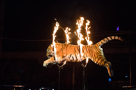 马戏团 泰格从火中跳跃捕食者男人荒野哺乳动物展示条纹艺术家老虎培训师图片