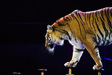 老虎在马戏场表演耍花招培训师展示条纹哺乳动物艺术家危险马戏团荒野捕食者图片