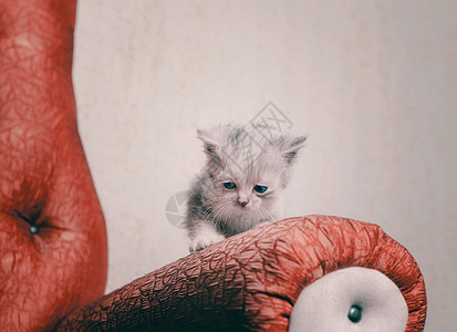 孤单的忧伤蓝眼小猫骑着红沙发图片