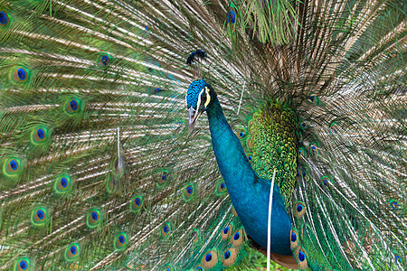 美丽整洁的雄性孔雀张开尾巴与雌性尾巴调情野生动物动物园展示荒野蓝色羽毛展览仪式公园野鸡图片