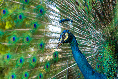 美丽整洁的雄性孔雀张开尾巴与雌性尾巴调情热带公园脖子野生动物展览动物园展示仪式动物羽毛图片