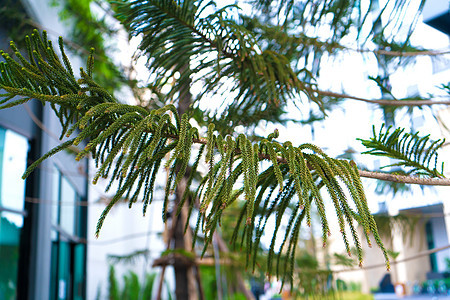 亚洲的绿锥子亚洲 当地园艺季节宏观植物群松果云杉松树公园生长植物针叶树图片