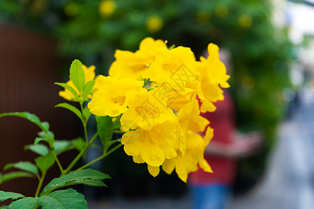 位于泰国曼谷的美丽黄老鲜花斯坦季节叶子园艺长老衬套野花黄铃热带植物群植物学图片