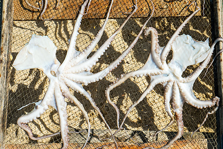 葡萄牙干燥章鱼市场生活鱿鱼茶点渔夫乌贼海妖烘干海鲜海洋图片