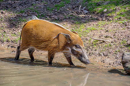 红河霍格丛林公猪棕色耳朵眼袋哺乳动物动物园动物荒野野生动物图片