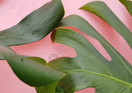 绿色热带热带棕榈树叶 粉红背景的怪兽叶 植物叶运动图片
