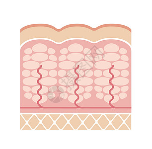 脂肪团皮肤它制作图案护理女性女士细胞编队饮食胶原表皮保健治疗图片
