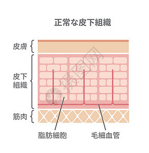 正常皮肤制作图案脂肪生物学插图真皮绘画女性医疗治疗细胞表皮图片