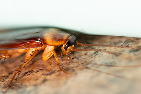 蟑螂昆虫图片