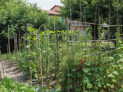 菜菜园花园植物菜地阴谋黄瓜图片