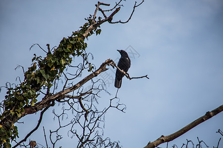 雷文坐在树枝高处看着天空蓝色羽毛乌鸦树梢秃头棕色黑色图片