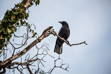 雷文坐在树枝高处看着树梢黑色乌鸦蓝色天空秃头羽毛棕色图片