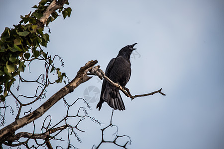 雷文坐在树枝高处看着黑色天空树梢乌鸦蓝色羽毛秃头棕色图片