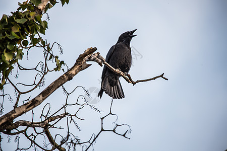 雷文坐在树枝高处看着黑色树梢秃头天空乌鸦蓝色羽毛棕色图片