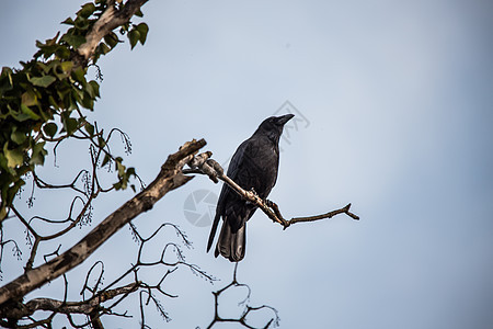 雷文坐在树枝高处看着羽毛树梢秃头黑色棕色乌鸦天空蓝色图片