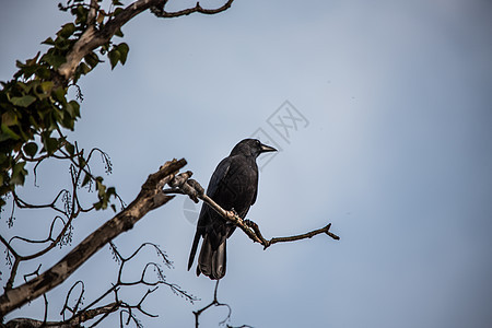 雷文坐在树枝高处看着棕色黑色乌鸦天空秃头蓝色树梢羽毛图片
