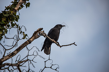 雷文坐在树枝高处看着棕色天空秃头羽毛乌鸦蓝色树梢黑色图片