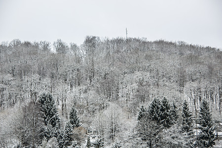 白雪雪树林树木格劳天空树干木头森林白色绿色图片