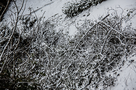 白雪雪树林树木格劳天空木头白色绿色森林树干图片