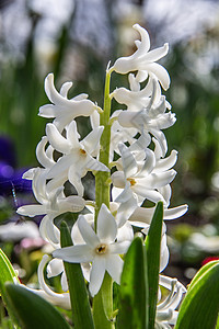 花床上的Hyacinths 在花床上芦笋花坛树叶绿色球茎植物花朵灌木丛背景图片