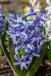 花床上的Hyacinths 在花床上花坛芦笋灌木丛植物球茎树叶花朵绿色背景图片