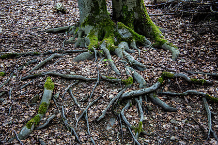 树枝枯萎 刺状根茂密绿色后果乔木土壤根系森林棕色叶子落叶树干图片